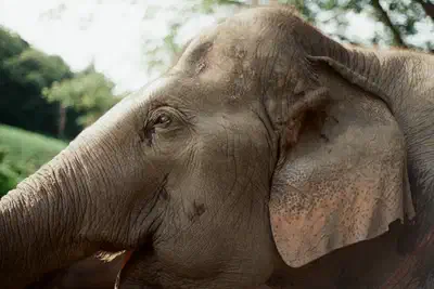 elephats_3.jpg